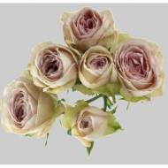 Роза спрей Силвер Лейс